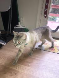 Found/Stray Male Cat last seen Tighlman St & Blue Barn Rd, Allentown, PA 18103