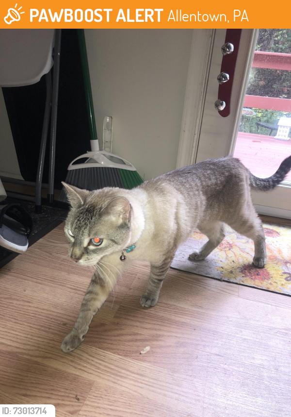 Found/Stray Male Cat last seen Tighlman St & Blue Barn Rd, Allentown, PA 18103