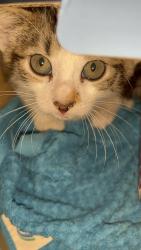 Found/Stray Male Cat last seen Waffle hse, Henrico, VA 23228