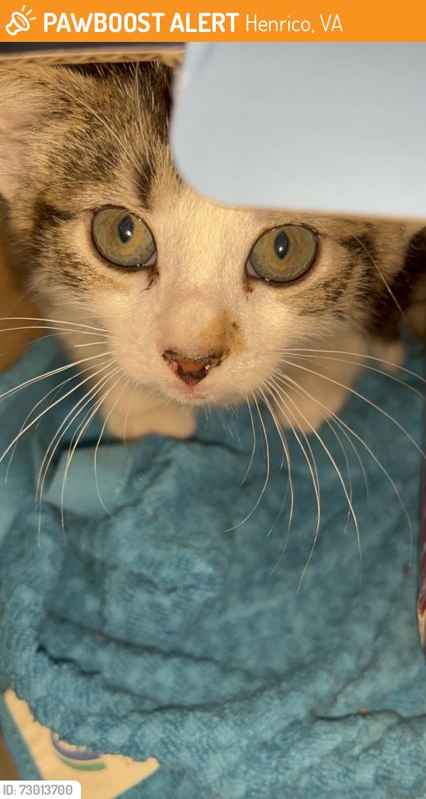 Found/Stray Male Cat last seen Waffle hse, Henrico, VA 23228