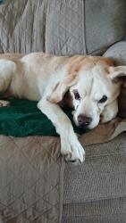 Lost Male Other last seen Well Ave and Ivanhoe Ave, Riverside, CA 92503