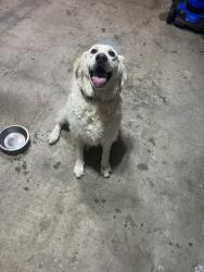 Reunited Unknown Dog last seen Rosemeade and Josey , Carrollton, TX 75007