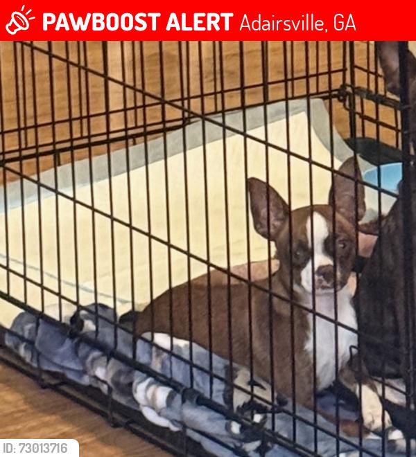 Lost Female Dog last seen Rush Chapel Rd NE and Tipperary, Adairsville, GA 30103