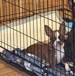 Lost Female Dog last seen Rush Chapel Rd NE and Tipperary, Adairsville, GA 30103