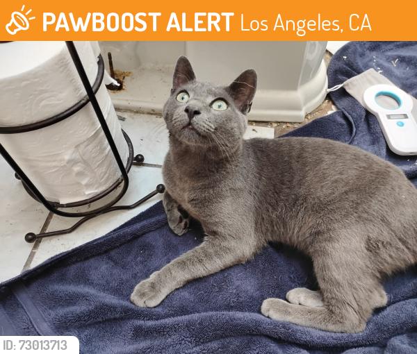 Found/Stray Male Cat last seen Q St and Banning Blvd, near Banning High School, Los Angeles, CA 90744