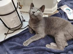 Found/Stray Male Cat last seen Q St and Banning Blvd, near Banning High School, Los Angeles, CA 90744