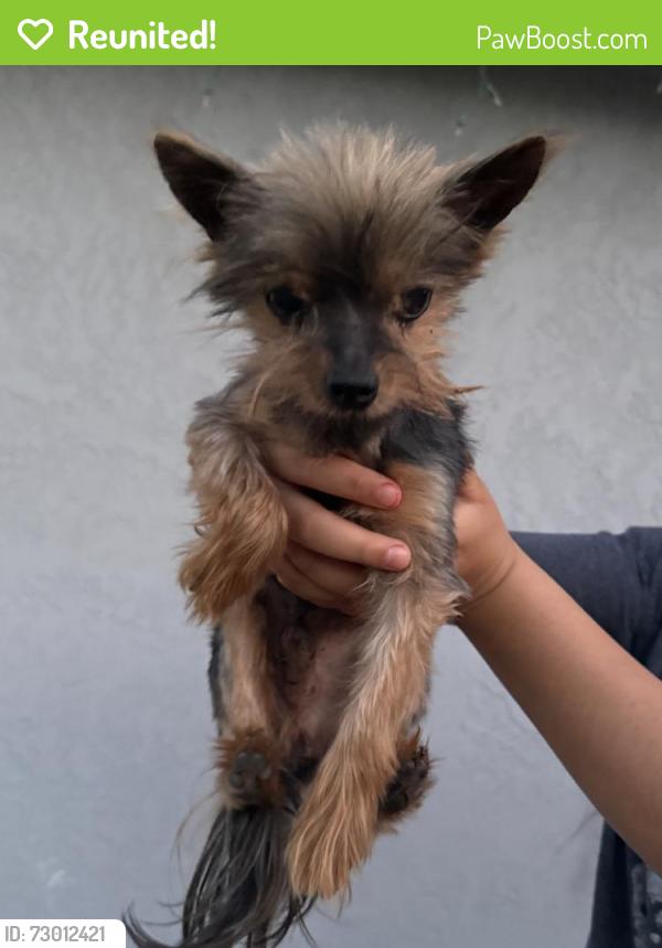 Reunited Male Dog last seen 32nd St, Sacramento, CA, USA, Sacramento, CA 95820