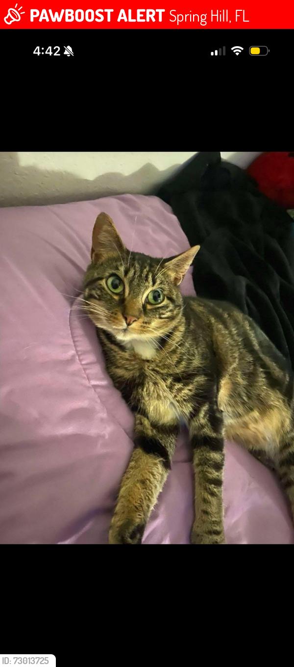 Lost Female Cat last seen Applegate Dr, Spring Hill, FL 34606