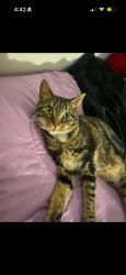 Lost Female Cat last seen Applegate Dr, Spring Hill, FL 34606