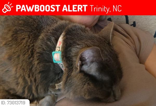 Lost Female Cat last seen Hillsville Gas Station, Trinity, NC 27370