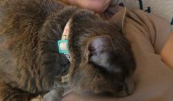Lost Female Cat last seen Hillsville Gas Station, Trinity, NC 27370