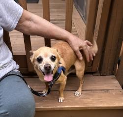 Reunited Male Dog last seen Sterling Pointe Subdivision , Powder Springs, GA 30127