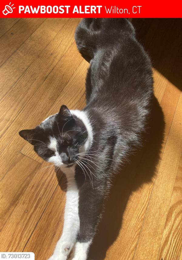 Lost Male Cat last seen Near wilton woods road, Wilton, CT 06897