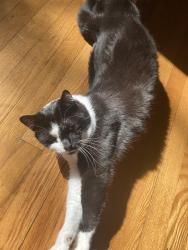 Lost Male Cat last seen Near wilton woods road, Wilton, CT 06897