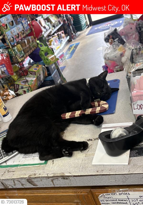 Lost Male Cat last seen peebly and liveoak midwest city, Midwest City, OK 73110
