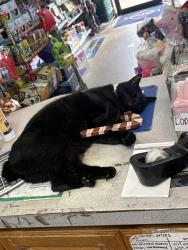 Lost Male Cat last seen peebly and liveoak midwest city, Midwest City, OK 73110