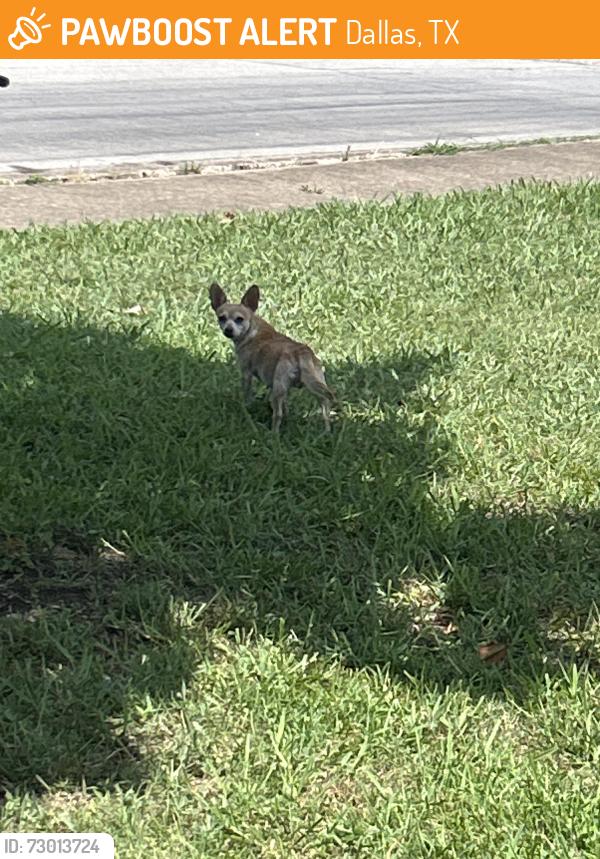 Found/Stray Unknown Dog last seen Trenton and Audelia , Dallas, TX 75243