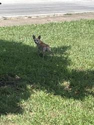 Found/Stray Unknown Dog last seen Trenton and Audelia , Dallas, TX 75243