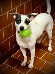 Shelter Stray Female Dog last seen Near Block Of Kelly Dr, EVERMAN, TX, 3961 Bluebell Dr, Everman, TX 76140, USA