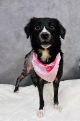 Shelter Stray Female Dog last seen Valleyview Ln, Duncanville, TX, 1150 E Pleasant Run Rd, Cedar Hill, TX 75104, USA