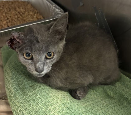 Shelter Stray Male Cat last seen Near Pine Sahdows Ln Stone Mountain, 30088, 30088, GA, 3280 Chamblee Dunwoody Rd, Chamblee, GA 30341, USA