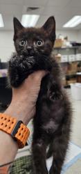 Shelter Stray Female Cat last seen Near Barbara Ave, Baltimore, MD 21206, 21206, MD, 301 Stockholm St, Baltimore, MD 21230, USA