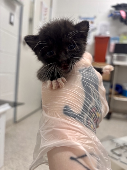 Shelter Stray Female Cat last seen Near Madison Ave, 21217, MD, 301 Stockholm St, Baltimore, MD 21230, USA