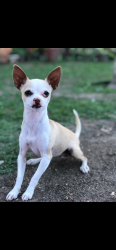 Lost Female Dog last seen Woodland Dr, Vista, CA 92083