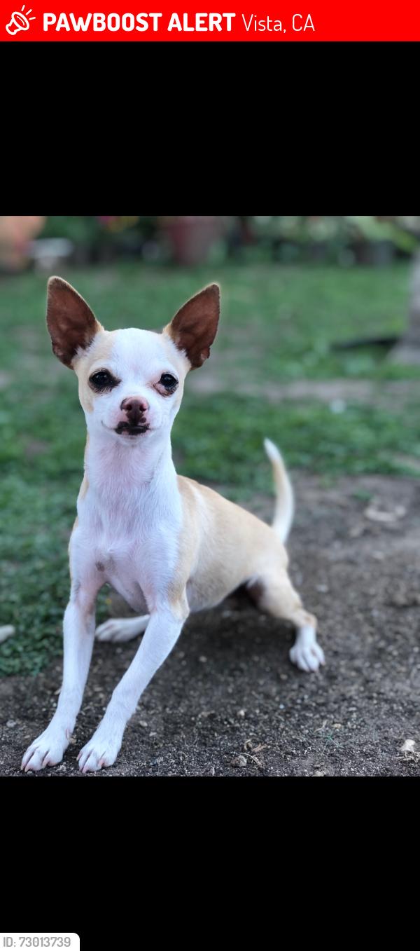 Lost Female Dog last seen Woodland Dr, Vista, CA 92083