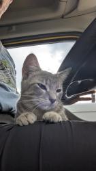 Found/Stray Female Cat last seen Preserve at Cantera, Warrenville, IL 60555