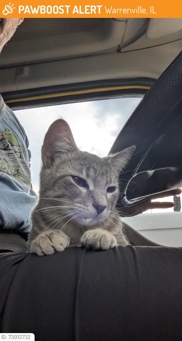 Found/Stray Female Cat last seen Preserve at Cantera, Warrenville, IL 60555
