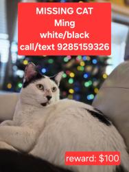 Lost Male Cat last seen San tan heights, San Tan Valley, AZ 85142