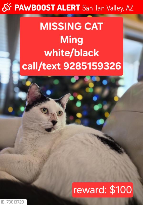 Lost Male Cat last seen San tan heights, San Tan Valley, AZ 85142