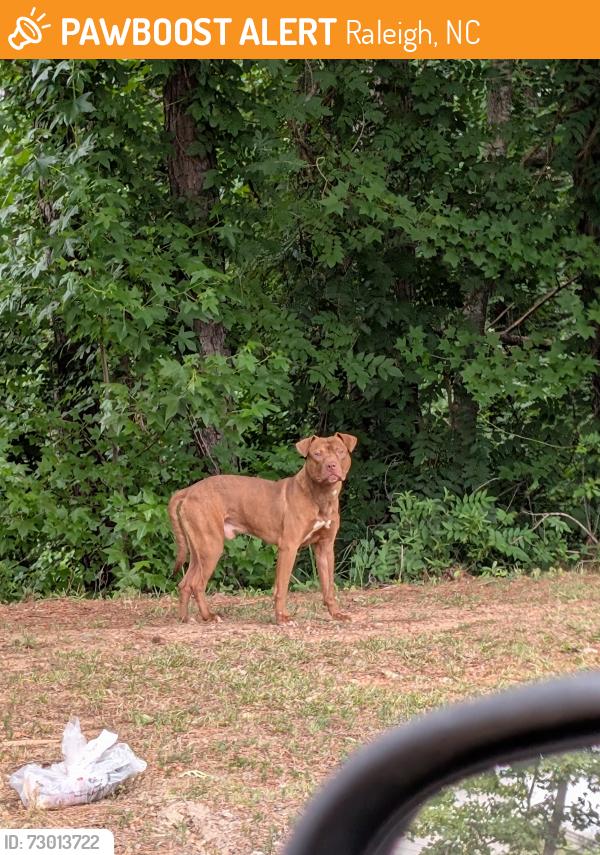 Found/Stray Male Dog last seen Off of Junction BLVD near El Toro Supermarket, Raleigh, NC 27603