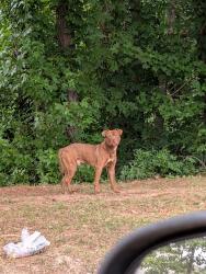 Found/Stray Male Dog last seen Off of Junction BLVD near El Toro Supermarket, Raleigh, NC 27603