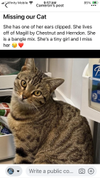 Reunited Female Cat last seen Chestnut/Herndon, Fresno, CA 93710