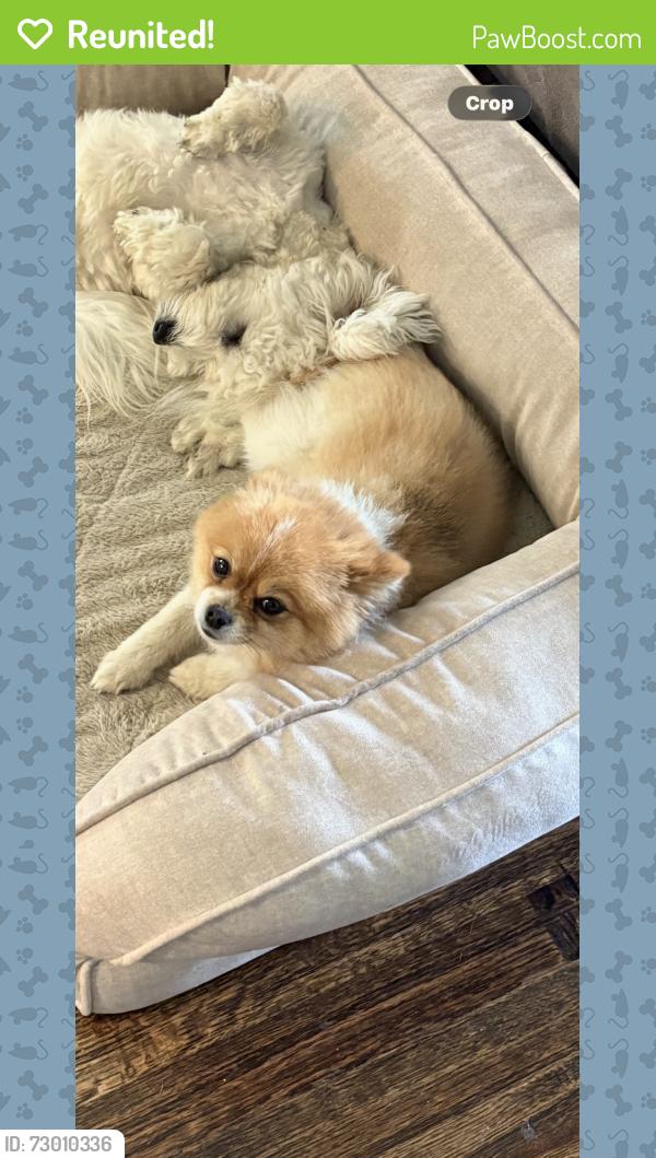 Reunited Male Dog last seen Cooper creek , Fort Worth, TX 76131