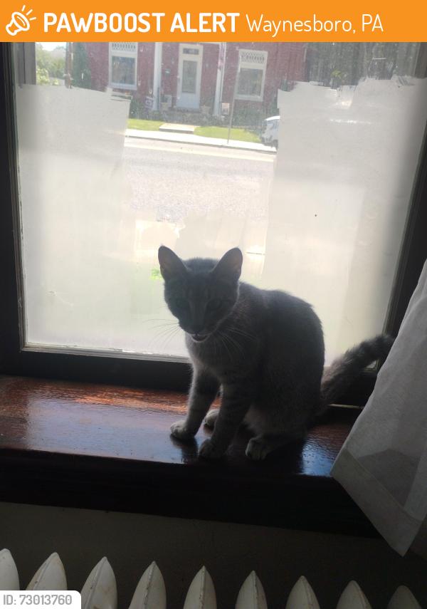 Found/Stray Female Cat last seen Clayton Avenue Near Mcdonalds and Pizza hut, Waynesboro, PA 17268