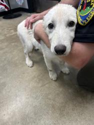 Found/Stray Female Dog last seen Near N Hammond Ave., Warr Acres, OK 73122