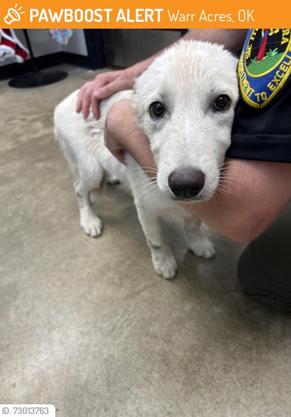Found/Stray Female Dog last seen Near N Hammond Ave., Warr Acres, OK 73122