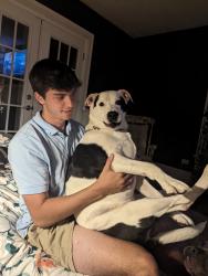 Lost Male Dog last seen West 24th and Rudolph ave, Erie, PA 16502