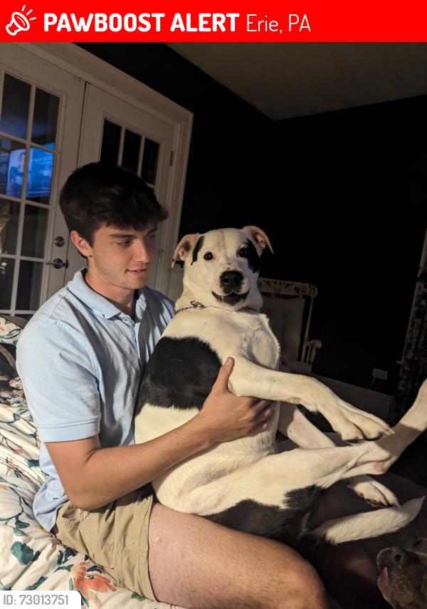 Lost Male Dog last seen West 24th and Rudolph ave, Erie, PA 16502