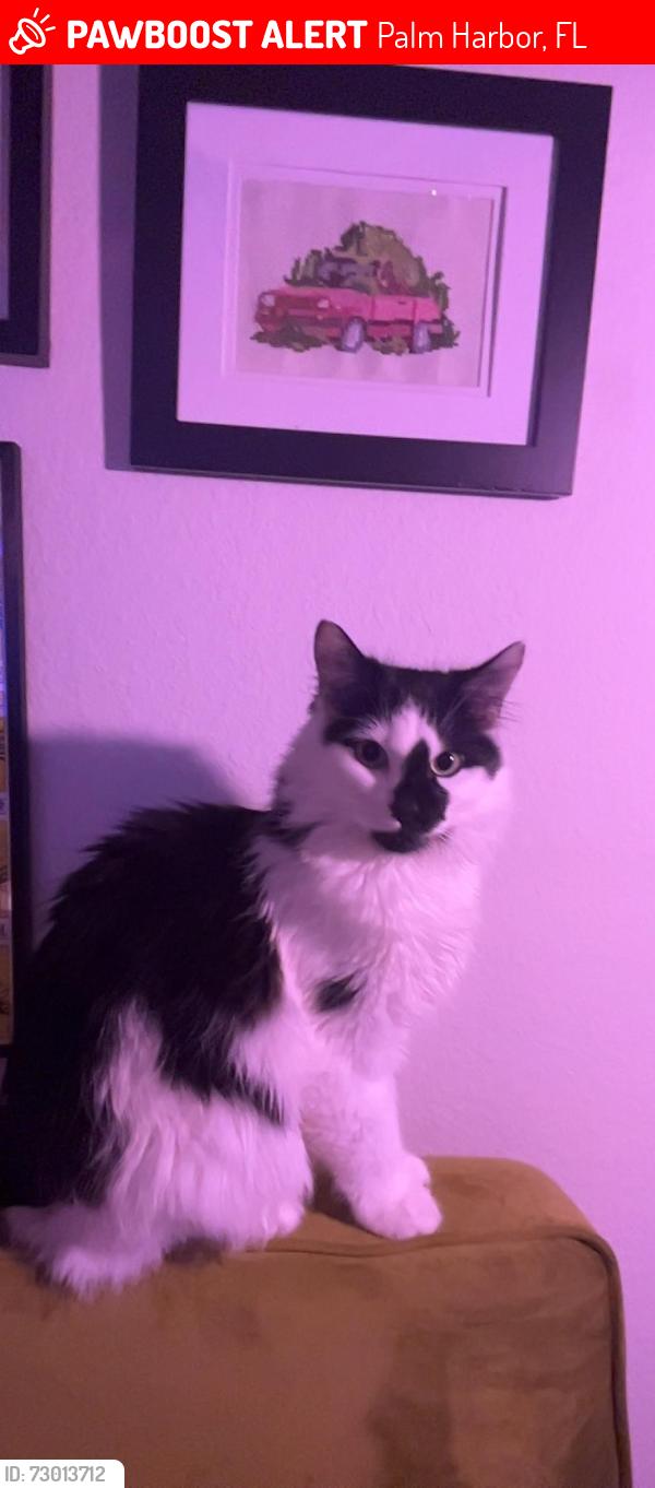 Lost Male Cat last seen Near Valencia Ln W, running towards Valencia Ln E, Palm Harbor, FL 34684