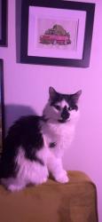 Lost Male Cat last seen Near Valencia Ln W, running towards Valencia Ln E, Palm Harbor, FL 34684