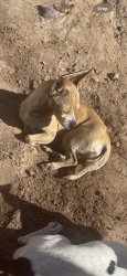 Lost Male Dog last seen Near E Udall Ln San Luis Az, San Luis, AZ 85349