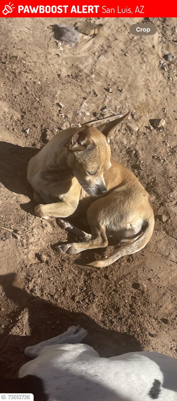 Lost Male Dog last seen Near E Udall Ln San Luis Az, San Luis, AZ 85349
