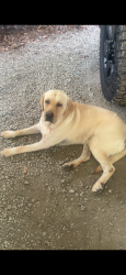 Lost Female Dog last seen Fairview Road in Spinx, Fountain Inn, SC 29644