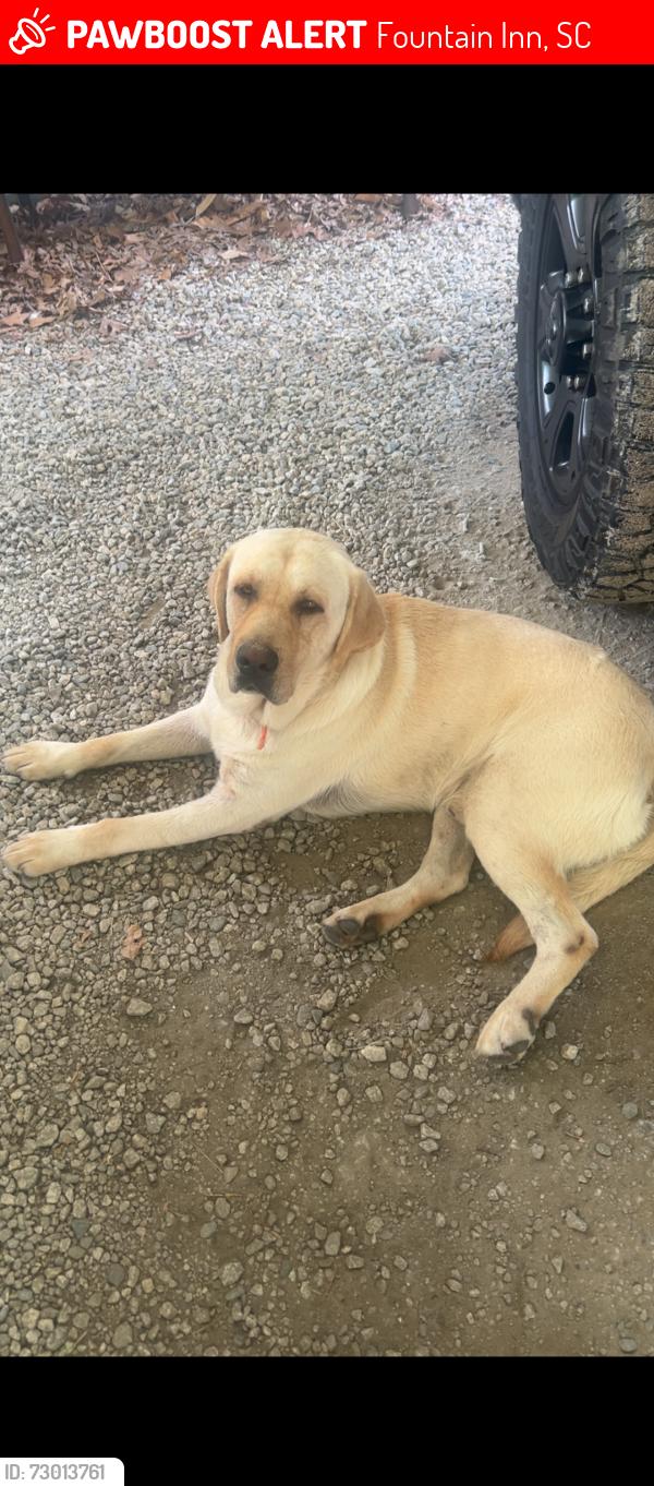 Lost Female Dog last seen Fairview Road in Spinx, Fountain Inn, SC 29644