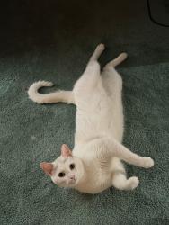 Lost Male Cat last seen Avon and Aurora , Saint Paul, MN 55104