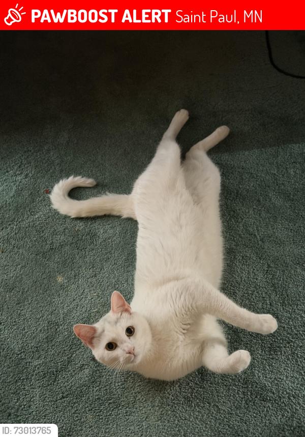 Lost Male Cat last seen Avon and Aurora , Saint Paul, MN 55104